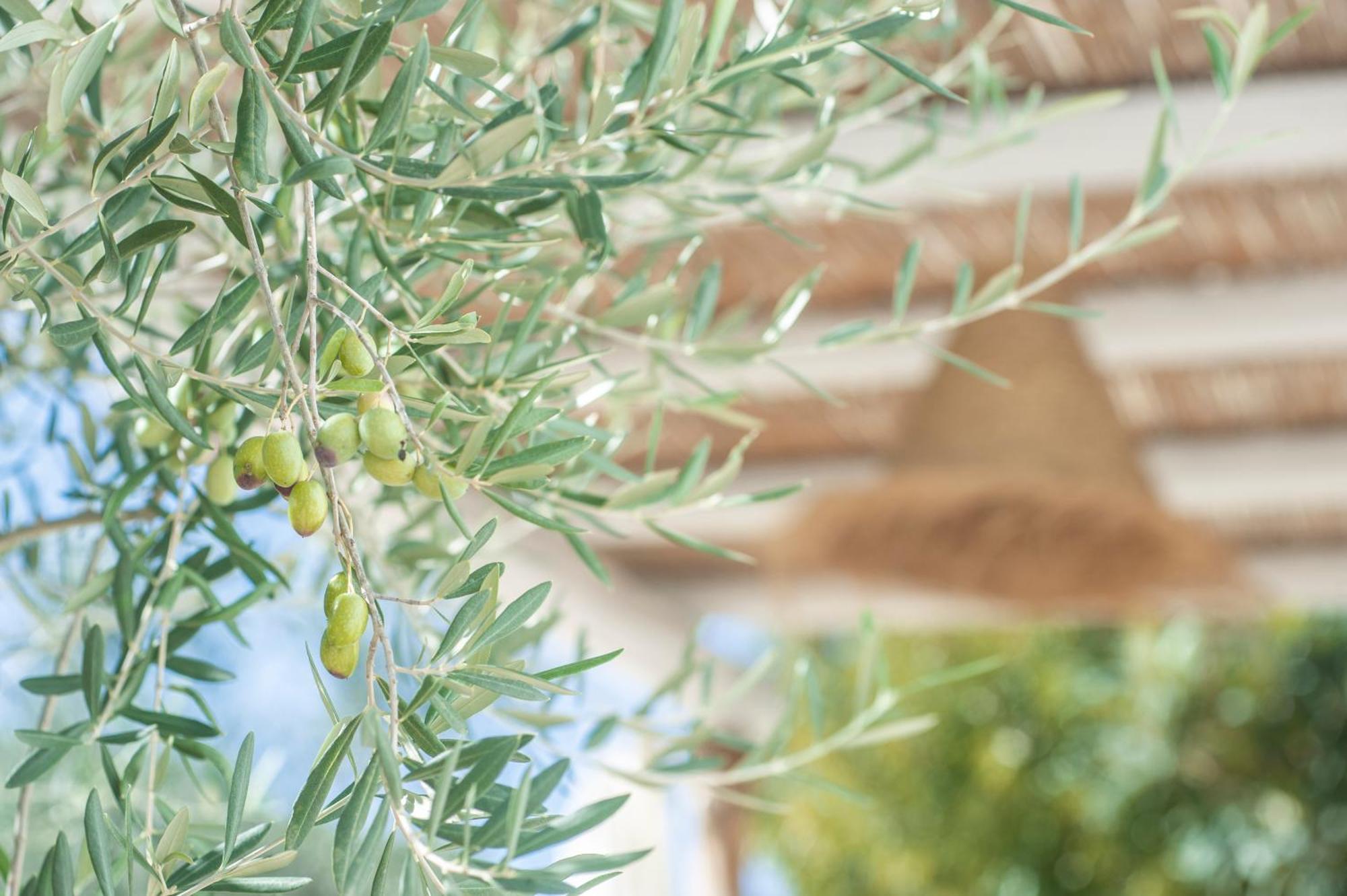 Dimora Il Mandorlo Hotel Ostuni Exterior photo